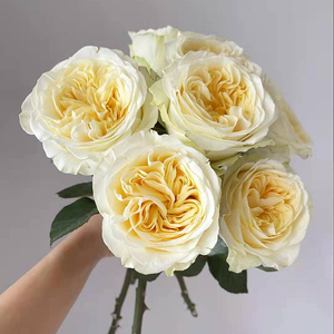 奶油杯玫瑰花鲜花多头直批a级云南昆明基地直发同城速递情人节