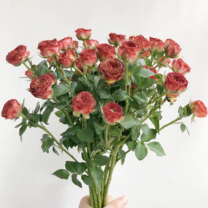 巧克力泡泡多头玫瑰蔷薇鲜切花花束a级鲜花云南昆明直发同城速递