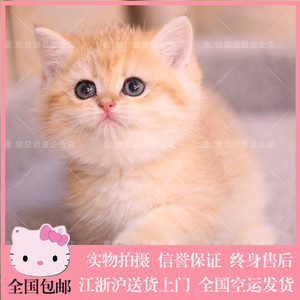 英短金渐层猫金色