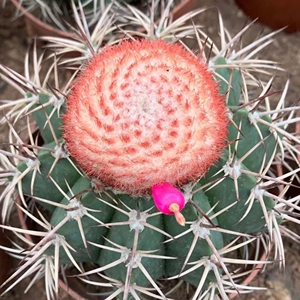 魔云仙人球盆栽室内花卉仙人掌多肉植物实生层云稀有桌面绿植盆景