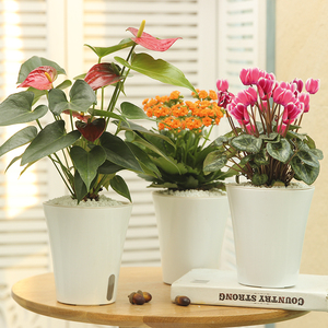 长寿花卉盆栽重瓣杜鹃蟹爪兰观花植物四季开花仙客来室内花四季