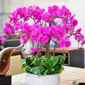 盆栽蝴蝶兰花苗带花剑花卉观花绿植物室内花特级大苗四季开花不断