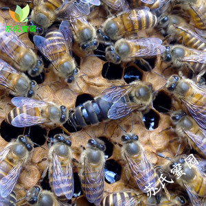 四色红背双色中蜂王高产红环贵州种王双色蜂王阿坝王蜂群活体包邮