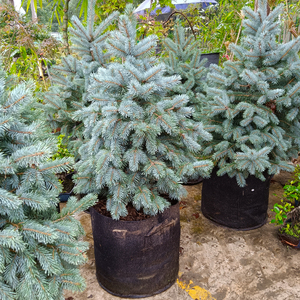 美国蓝杉楼顶庭院种植耐寒植物北方红豆杉科罗拉多圣诞树蓝粉云杉