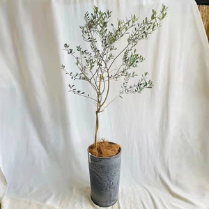 【油橄榄树盆栽】油橄榄树盆栽品牌,价格 - 阿里巴巴