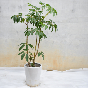 tb003929495淘宝五季院子日本大叶伞保罗大株室内盆栽绿植净化空气