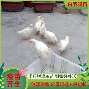 白羽鸡苗无杂毛脱温鸡仔纯白来航鸡药引高产蛋鸡零售小鸡活苗半斤