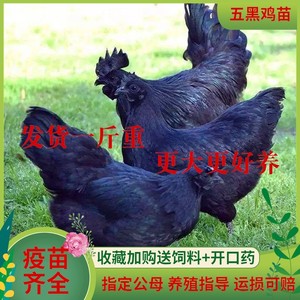 五黑鸡活苗纯种一斤脱温母鸡产蛋王下绿壳蛋小鸡苗正宗乌骨鸡活苗
