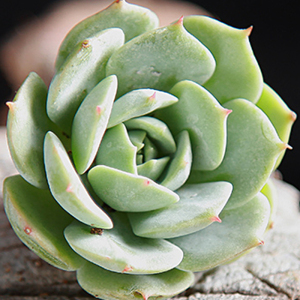 基地直销 雪域老桩多肉植物防辐射办公室内客厅绿植花卉盆栽多肉