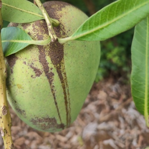 原生态老树花皮台农芒果8斤5斤新鲜采摘自然熟香甜多汁