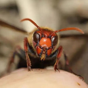 胡蜂养殖蜂王一对一交尾红娘蜂后金环虎头蜂黄脚葫芦蜂黑盾七里蜂