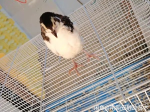 沙维鹌鹑种蛋熊猫种蛋包受精