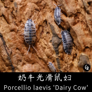 奶牛光滑鼠妇 porcellio laevis dairy cow 西瓜虫可爱桌面迷你