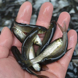 草鱼苗鱼苗淡水养殖鱼苗草鱼活鱼苗观赏鱼食乌龟饲料草鱼活苗