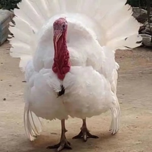 蛋受精蛋可孵化青铜火鸡活苗蛋大型贝蒂娜尼古拉700系种蛋花田悦夏