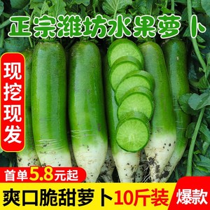 潍坊水果萝卜甜脆水果型绿青萝卜新鲜生吃10斤正宗包邮水萝卜