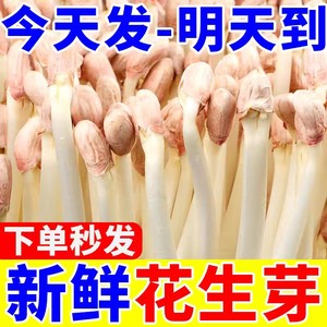 现摘花生芽新鲜花生豆芽菜花生苗芽菜新鲜蔬菜沙拉饭店商用食材