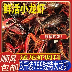 3斤大虾江苏小龙虾鲜活6789钱清水养殖水产活体新鲜特大青红活虾