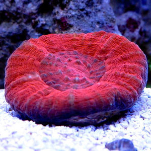 黄金刺脑水晶脑甜甜圈珊瑚活体红绿软体新手试水lps海缸海水观赏