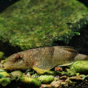 董氏鳅鮀原生鱼溪流观赏鳅托鳅坨翻沙工具鱼猫眼蛇眼蛙眼鱼2人付款45