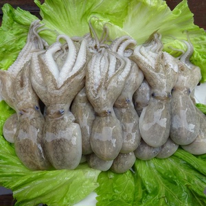 新鲜迷你八爪鱼鲜活短腿八爪鱼小章鱼连云港特产海鲜水产野生望潮