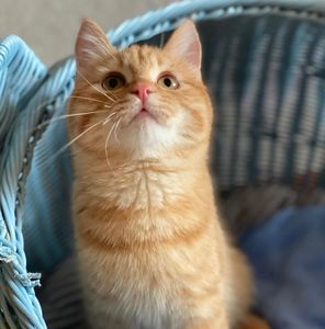 中华田园猫幼猫小橘猫幼崽狸花猫幼崽宠物猫咪活物狸花大桔猫活体