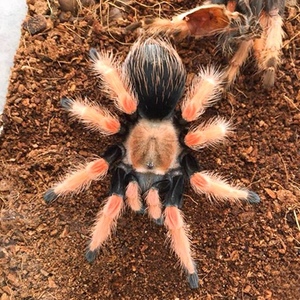 00石头369757淘宝包邮墨西哥aph血脚蜘蛛 苗子公