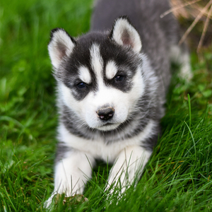 宠爱天下 哈士奇幼犬纯种黑白色宠物狗二哈有芯片送保险雪橇犬