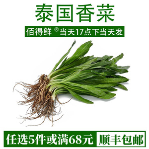 新鲜泰国香菜500g刺芫荽大香菜刺芹洋鹅芥假芫茜元西香料越南香菜