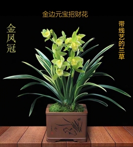建兰元宝金凤冠招财进宝带金边线艺矮种兰花花卉好养活桌面把玩