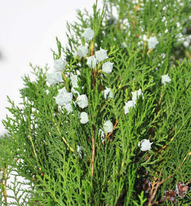 龙柏龙柏松树树苗柏松塔松扁侧柏松柏绿植松树黑松松塔柏圆柏松树