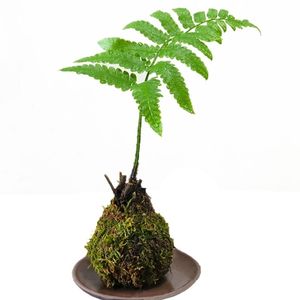 网红文艺蕨类一叶蕨绿植花卉室内好养禅意景观盆栽去甲醛造景观叶