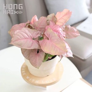 粉红佳人粉色恋人合果芋室内桌面盆栽绿植物彩叶绿精灵黄金童子