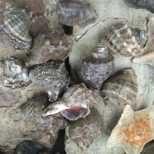 2021新货大连特产野生海鲜贝类新鲜花螺小响螺烧烤宴会聚餐鲜活海