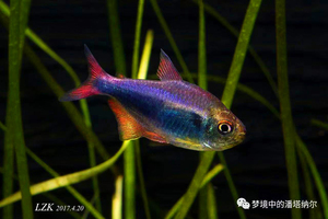 血翅蓝帝灯 红尾帝王蓝灯 鱼群游小型鱼热带鱼观赏鱼