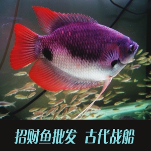 00欧阳少杰佩雯淘宝古代红尾战船小苗红眼黑眼风水招财鱼中大型活体