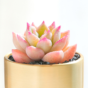 黄金璀璨多肉植物室内大株肉肉新款罕见稀有盆栽花卉盆栽多肉老桩