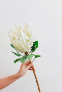 南非国花霸气白色帝王花超长花期花中之王