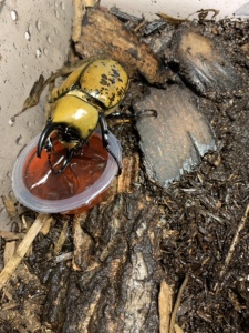 墨西哥白兜 幼虫 锹甲 兜虫 甲虫