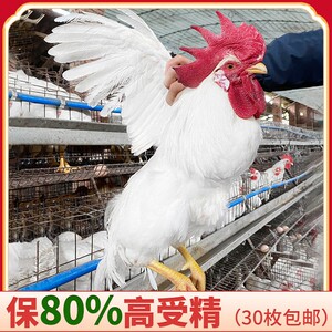 白来航鸡种蛋受精蛋可孵化各种小鸡活苗产蛋土鸡蛋受精卵蛋鸡种蛋