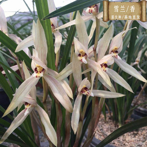 雪兰四川春剑四大名品之一浓香型易花易芽绿植盆栽花卉兰草兰花苗