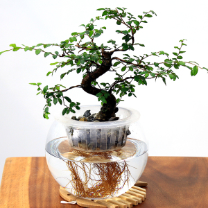 水养水培榆树水杉树桩盆景室内客厅盆栽阳台园艺美观水培植物好养