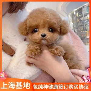 上海高端犬舍纯种马尔泰犬幼犬宠物狗幼崽小型犬茶杯狗马尔泰活体