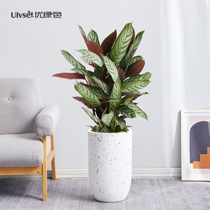 竹芋盆栽苗水培室内一叶蝉植物客厅猫眼彩虹孔雀新飞羽绿植陈世勇