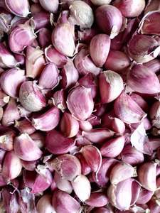2023云南特产紫皮大蒜种种大可吃可种可发蒜苗蒜苔种籽干蒜无污染