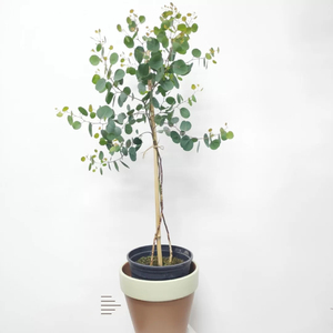 【直播】尤加利棒棒糖  盆栽桉树蓝宝贝棒棒糖银水滴树北欧