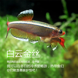 包邮淡水免邮水景坊 金线鱼 冷热水观赏鱼宠物鱼鱼缸水族箱群游鱼