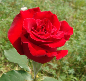 大花月季中国红盆花苗玫瑰香水月季庭院玫瑰四季开花庭院盆栽地栽