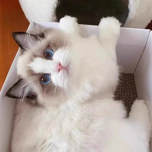 纯种布偶猫赛级海双蓝双宠物活体长毛幼崽蓝眼睛活物布偶猫幼猫咪