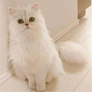 金吉拉活体纯白波斯猫宠物猫长毛猫家养幼猫加菲猫cfa实体猫舍